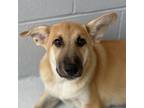 Adopt Pixie 23-08-144 a White - with Tan, Yellow or Fawn Labrador Retriever /