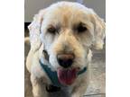 Adopt Stan a Wheaten Terrier / Mixed dog in Pueblo, CO (39182313)