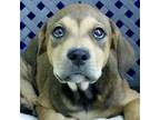 Adopt Tammy a Rottweiler / Bullmastiff / Mixed dog in Midland, TX (39176364)