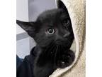 Adopt Hickory a Domestic Shorthair / Mixed cat in Sheboygan, WI (39101940)