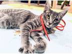 Adopt MK Litter Taylor a Gray, Blue or Silver Tabby Domestic Shorthair / Mixed