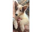 Adopt Baby Girl Thelma a Tan/Yellow/Fawn - with White Collie / Mixed dog in