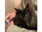 Adopt Mercury a All Black American Shorthair / Mixed (short coat) cat in