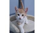 Adopt O'Reilly a Orange or Red Tabby Domestic Shorthair / Mixed (short coat) cat