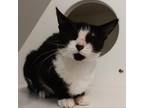 Adopt Bump a All Black Domestic Shorthair / Mixed cat in Sedalia, MO (39182238)