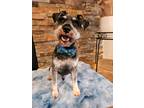 Adopt Bryce a Black - with Gray or Silver Schnauzer (Miniature) / Mixed dog in