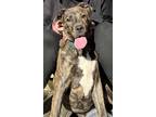 Adopt Bucket a Brindle American Pit Bull Terrier / Boxer / Mixed dog in Spanish
