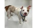 Adopt Bobette a White - with Tan, Yellow or Fawn American Pit Bull Terrier /