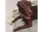 Adopt Daffodil a Brown/Chocolate American Pit Bull Terrier / Mixed dog in