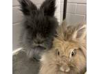 Adopt Pebbles and Peanut Butter a Lionhead / Mixed rabbit in Pittsburgh