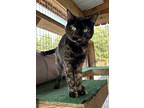 Adopt Reese's a Domestic Shorthair / Mixed (short coat) cat in Maumelle