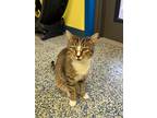 Adopt Rain a Domestic Shorthair / Mixed (short coat) cat in Maumelle
