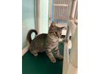 Adopt JOKER a Domestic Shorthair / Mixed (short coat) cat in Warrenton