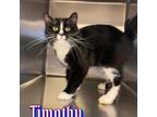 Adopt Timothy a Domestic Longhair cat in Burlington, IA (39122650)
