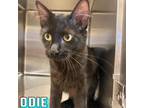 Adopt Odie a All Black Domestic Shorthair cat in Burlington, IA (39101468)