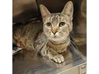 Adopt Eleanor a Gray, Blue or Silver Tabby Domestic Shorthair cat in Burlington