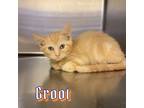 Adopt Groot a Orange or Red (Mostly) Domestic Shorthair cat in Burlington