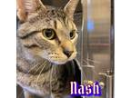 Adopt Nash a Gray, Blue or Silver Tabby Domestic Shorthair cat in Burlington