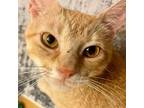 Adopt Willow a Orange or Red Tabby Domestic Shorthair (short coat) cat in