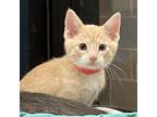 Adopt Clamy a White (Mostly) Domestic Shorthair / Mixed cat in Cheyenne