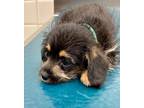 Adopt TYLER a Tricolor (Tan/Brown & Black & White) Poodle (Toy or Tea Cup) /
