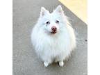 Adopt Snow a White - with Tan, Yellow or Fawn Pomeranian / Pomeranian / Mixed