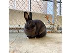 Adopt Rosey Posie *bonded To Buttercup* a Dwarf / Mixed rabbit in Victoria