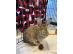 Adopt Chamomile *bonded To Pekoe* a American / Mixed rabbit in Victoria