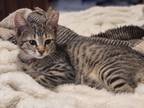 Adopt Roman, Hamish & Lady a Tiger Striped Bengal / Mixed (short coat) cat in