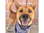 Adopt Keanu a Tan/Yellow/Fawn Chow Chow / Mixed dog in San Antonio