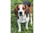 Adopt Squish a Tricolor (Tan/Brown & Black & White) Beagle / Mixed dog in
