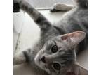 Adopt Stephen a Gray or Blue Domestic Shorthair / Mixed cat in Marion