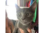 Adopt Edgar a Gray or Blue Domestic Shorthair / Mixed cat in Marion