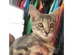 Adopt Anne a Gray or Blue Domestic Shorthair / Mixed cat in Marion