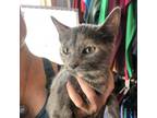 Adopt Shirley a Tortoiseshell Domestic Shorthair / Mixed cat in Marion