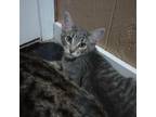 Adopt Donatello a Gray or Blue Domestic Mediumhair / Mixed cat in Marion