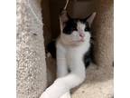 Adopt Leonardo a All Black Domestic Mediumhair / Mixed cat in Marion