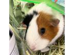 Adopt Chinti a Guinea Pig small animal in Birmingham, AL (39181643)