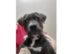 Adopt Cookie a American Pit Bull Terrier / Mixed dog in Birmingham