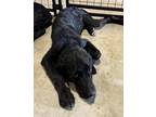 Adopt Cassie a Flat-Coated Retriever / Mixed dog in Birmingham, AL (39181641)