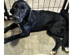 Adopt Nina a Flat-Coated Retriever / Mixed dog in Birmingham, AL (39181640)