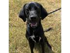 Adopt Palmolive a Black Labrador Retriever / Pointer / Mixed dog in Nashville