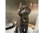 Adopt Sissy a All Black Domestic Shorthair / Mixed cat in Nashville