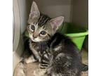 Adopt Adonia a Gray or Blue Domestic Shorthair / Mixed cat in Nashville