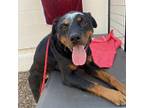 Adopt Lobster a Black Rottweiler / Mixed dog in St. Louis, MO (39181582)