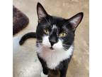 Adopt Burton - Handsome Lover Boy a All Black Domestic Shorthair / Mixed cat in