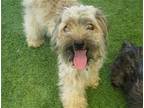 Adopt ADA a Tan/Yellow/Fawn Miniature Schnauzer / Poodle (Miniature) / Mixed dog