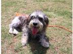 Adopt ARLA a Gray/Blue/Silver/Salt & Pepper Miniature Schnauzer / Mixed dog in