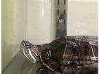 Adopt Squirt a Turtle - Water reptile, amphibian, and/or fish in Sioux City