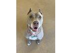 Adopt Meryl Streep a Pit Bull Terrier / Mixed dog in Lincoln, NE (39181490)